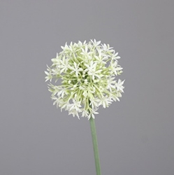 DPI Allium in Farbe cream, Blume, Pflanze