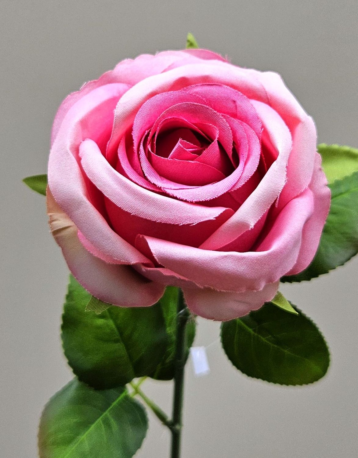 Andreas Französische Rose,50cm ROSE in hellrosa