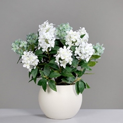DPI Hortensien-Arrangement in Farbe cream-white-combination, Pflanze, Pflanze im Topf, Blume, Blumen-Arrangement, Pflanzgefäß