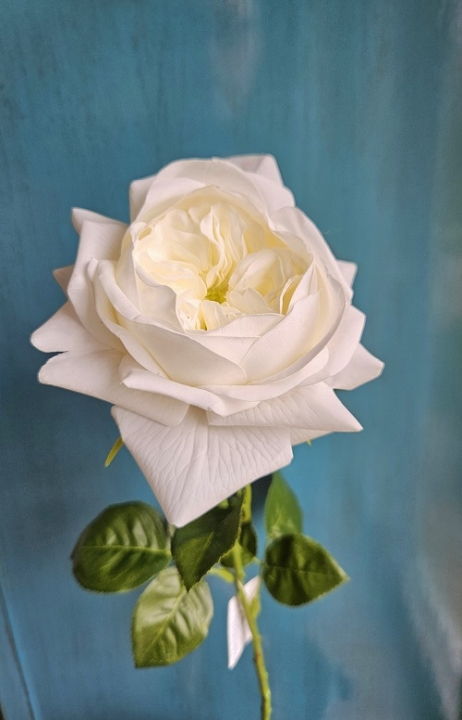 Englische Rose 65 cm  in