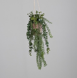 DPI Sukkulenten Eukalyptus Arrangement in Farbe grün, Pflanze, Pflanze im Topf, Pflanzgefäß, Töpferei, Rebe
