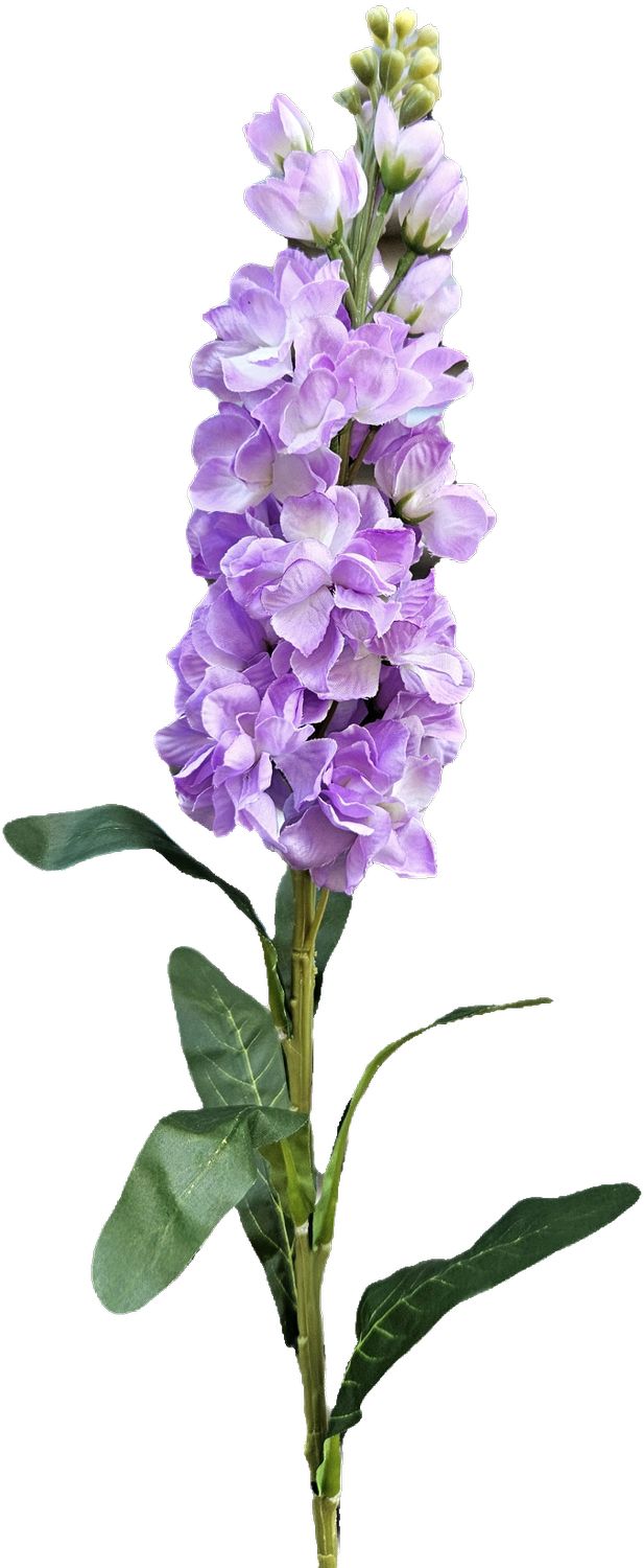 Levkoje,83cm  in
