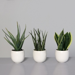 DPI Sanseverien-Agaven Sortiment in Farbe weiß, Pflanze, Pflanze im Topf, Pflanzgefäß, Vase, Aloe