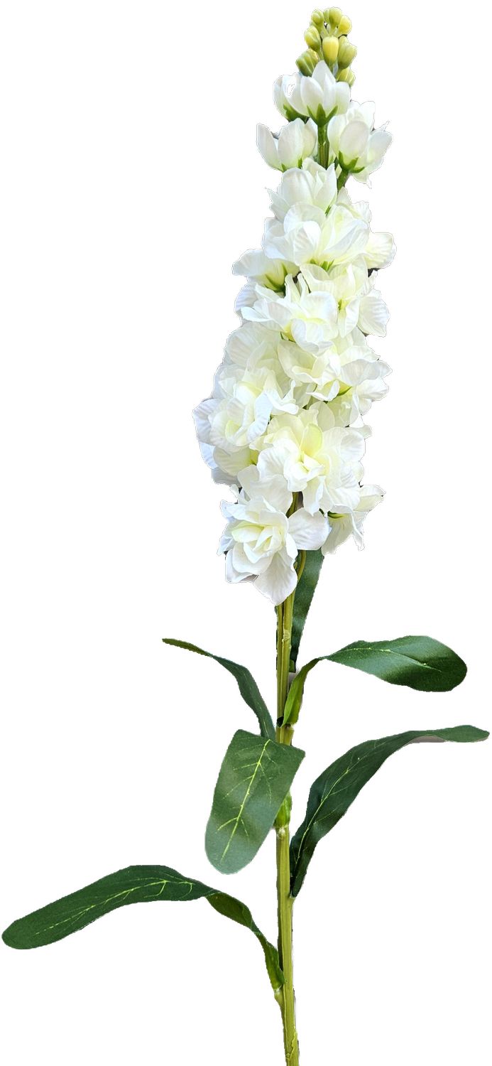 Levkoje,83cm  in creme-weiß