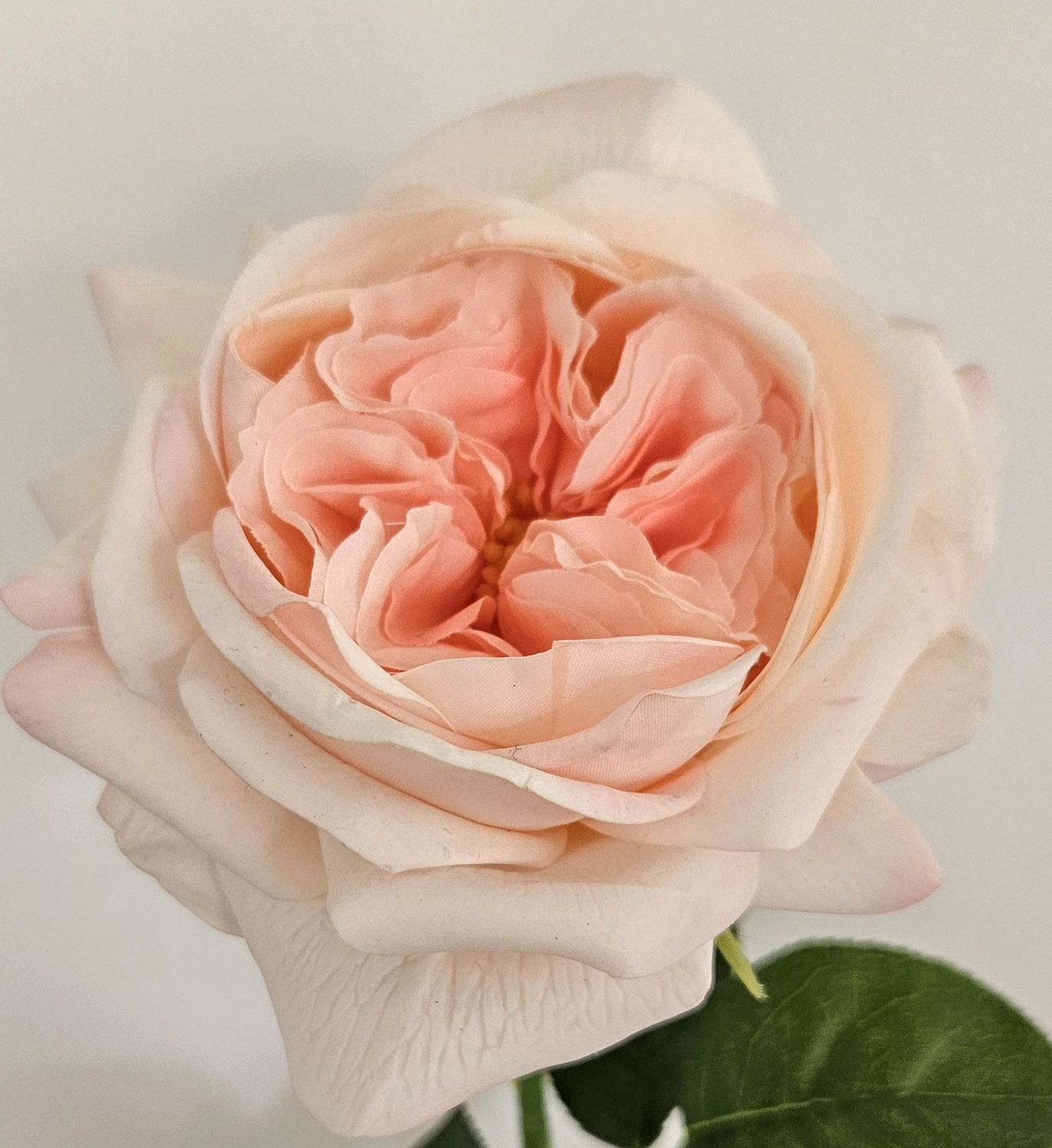 Englische Rose 65 cm  in Real Touch soft, hellrosa