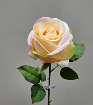Andreas Französische Rose,50cm ROSE in gelb-rosa