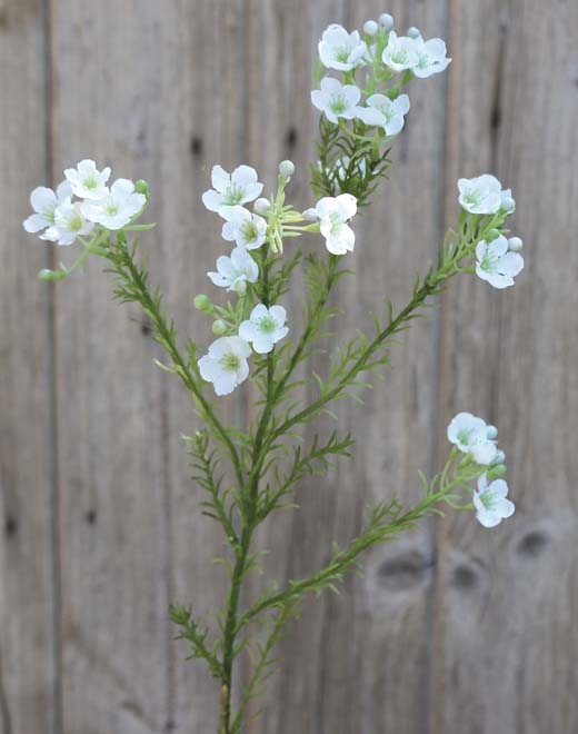 // Wachsblume // creme-weiß // Höhe ca. 65 cm