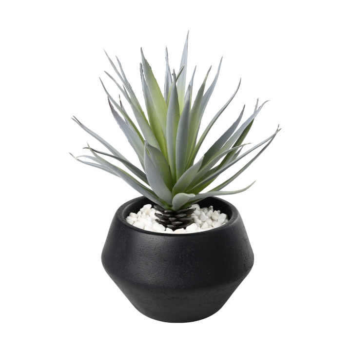 Eglo Living Agave im Topf YULARA in Fb. grün, schwarz, Pflanze, Pflanze im Topf