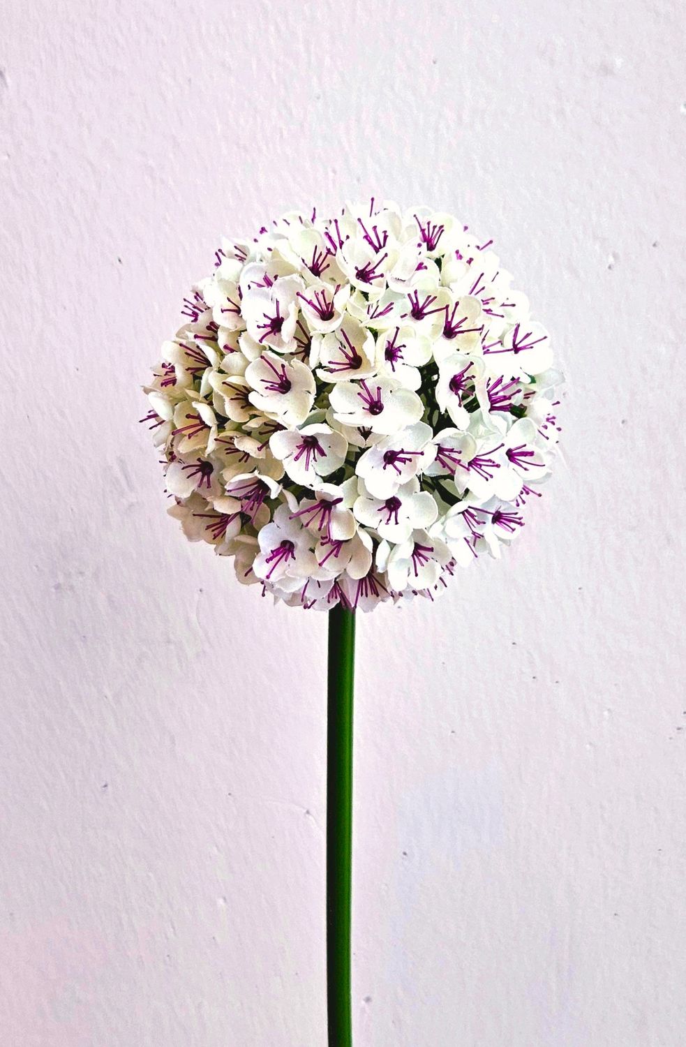 Allium,68cm  in weiß-rosa