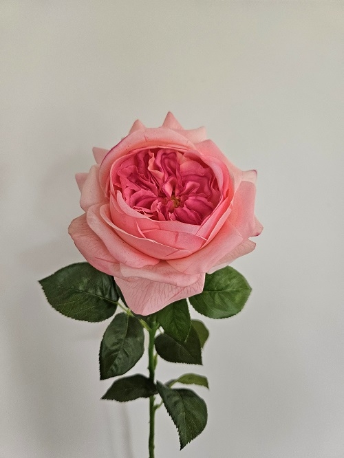 Englische Rose 65 cm  in Real Toch soft, rosa