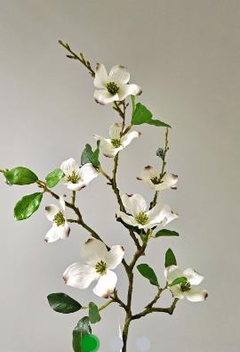 Andreas Jap. Hartriegelzweig,76cm  in