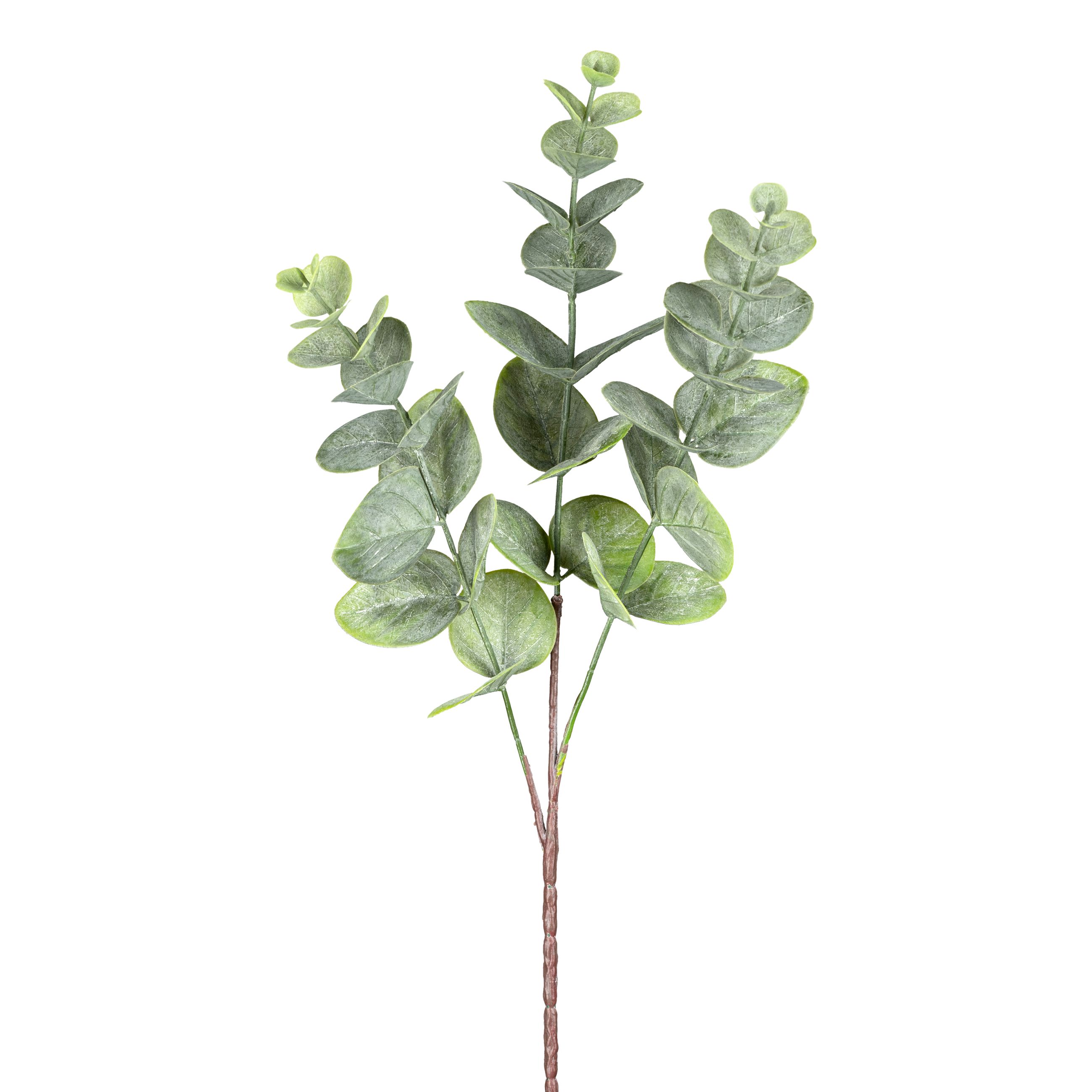 Eucalyptuszweig 51cm