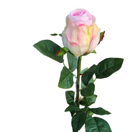 Andreas Kolumbianische Rose,75cm,SFT  in